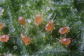 ACARICIDAS,FITOSANITARIOS,ACAROS,TETRACNIDOS,PIOJO DE SAN JOSE,ACARO MICROSCOPICO,ARAÑA ROJA