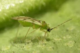 DEPREDADORES,INSECTOS,ACAROS,LUCHA BIOLOGICA,LUCHA INTEGRADA