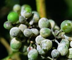 FUNGICIDAS,FITOSANITARIOS,HONGOS,OIDIO,BOTRITIS,ALTERNARIA,FUSARIUM