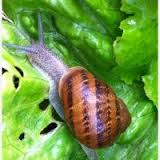 HELICIDAS,FITOSANITARIOS,ANTIBABOSAS,CARACOLES