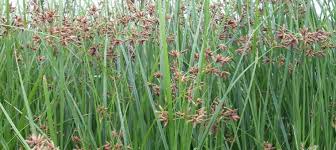 HERBICIDAS,FITOSANITARIOS,HIERBAS MALAS,JUNCIA,CORRIGUELA,CAÑIZOS