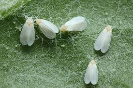 INSECTICIDAS,FITOSANITARIOS,CULTIVOS,MOSCA BLANCA,ORUGAS,PULGONES,MINADORES