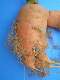 NEMATICIDAS,FITOSANITARIOS,NEMATODOS,ENDOPARASITOS,ECTOPARASITOS