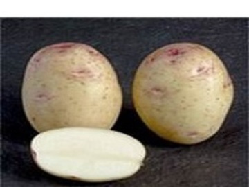 PAPA SEMILLA CARA BLANCA