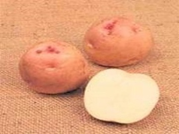 PAPA SEMILLA ROSADA (KERRS PINK)