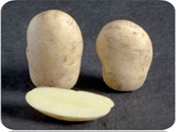 PAPA SEMILLA SPUNTA