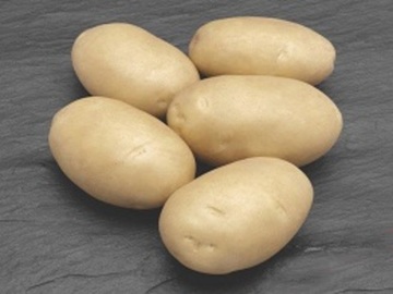 PAPA SEMILLA SAGITTA