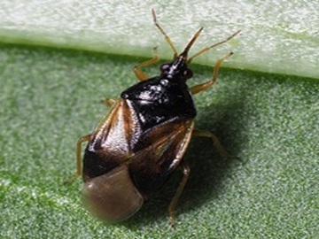 Orius laevigatus