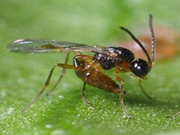 APHIDIUS COLEMANI