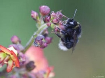 COLMENA DE ABEJORROS