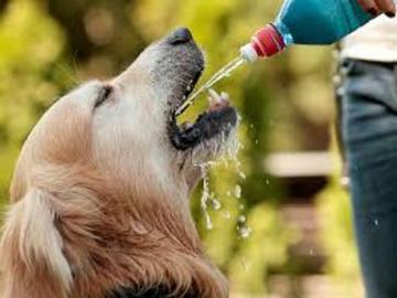CÓMO AYUDAR A LOS ANIMALES EN LA OLA DE CALOR