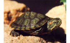 Tortugas y reptiles