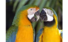 Aves