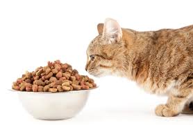 Alimentación Seca Gatos