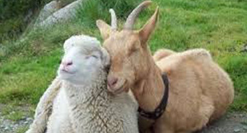 OVINO Y CAPRINO