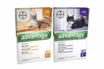 Advantage cat