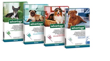Advantage dog