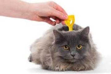 Antiparasitarios gatos