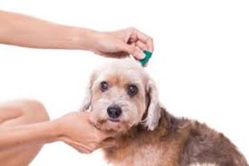 Antiparasitarios perros