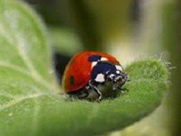 Enemigos naturales