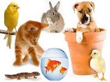 Animales domésticos