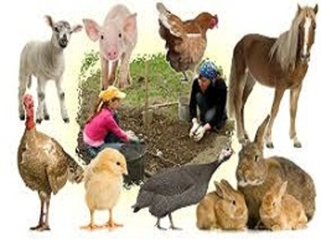 Animales de granja