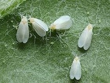 Insecticidas