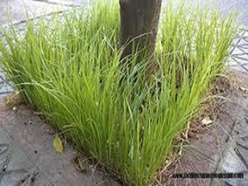 Herbicidas