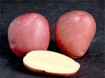 Papas de Semilla