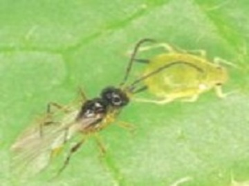 Insectos depredadores